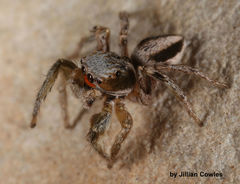 Habronattus virgulatus