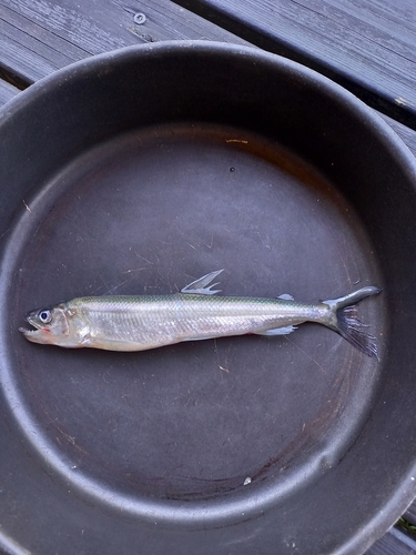 European smelt (Osmerus eperlanus) — Osmeridae — 2
