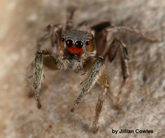 Habronattus virgulatus