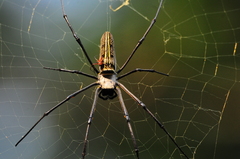 Nephila pilipes