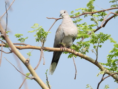 Streptopelia decaocto