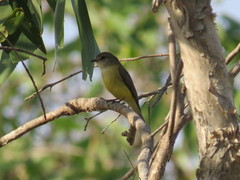 Microeca flavigaster