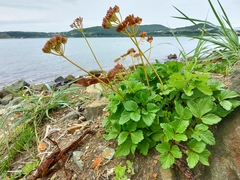 Ligusticum scothicum