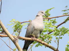 Streptopelia decaocto