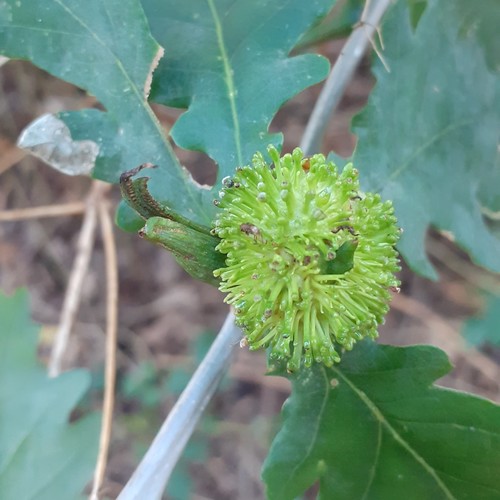 Hedgehog Gall Wasp