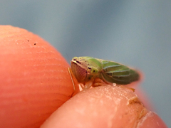 Draeculacephala angulifera