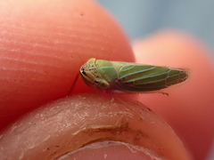 Draeculacephala angulifera