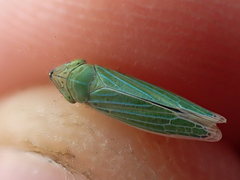 Draeculacephala angulifera