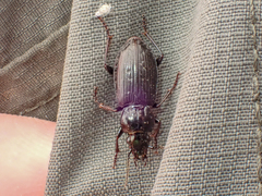 Pterostichus adstrictus