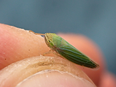 Draeculacephala angulifera