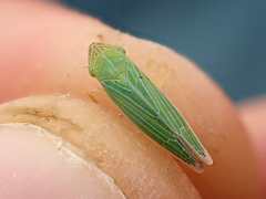 Draeculacephala angulifera