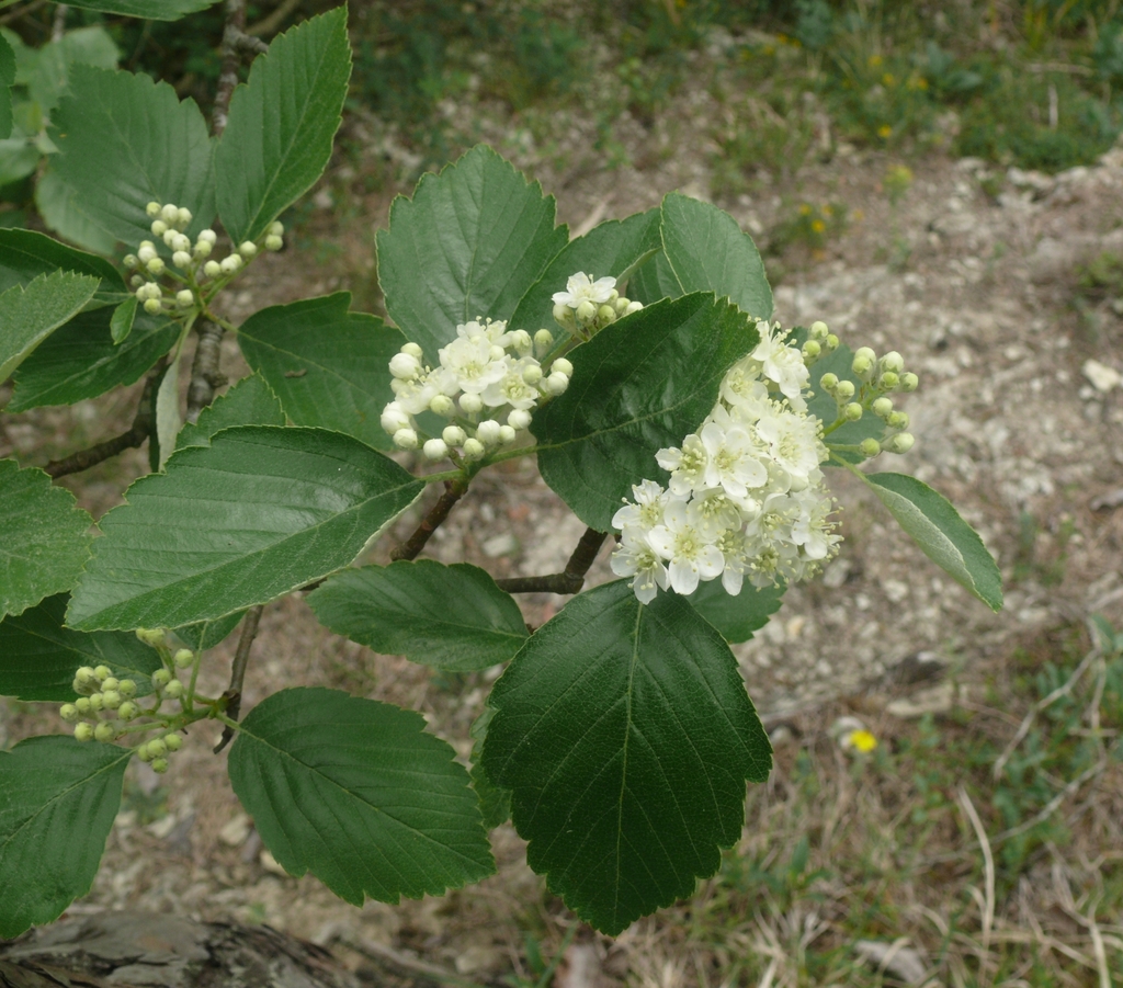 Karpatiosorbus seyboldiana