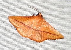 Striglina