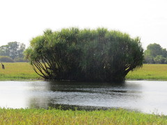 Pandanus aquaticus