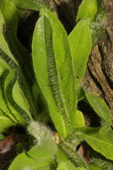 Pilosella aurantiaca