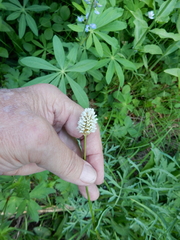 Bistorta bistortoides