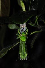 Pseudophyllus neriifolius