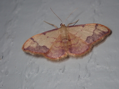Idaea ostrinaria