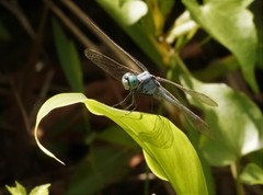Orthetrum luzonicum