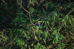 Halcyon cyanoventris