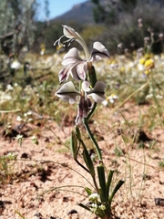 Gladiolus orchidiflorus