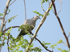 Streptopelia decaocto