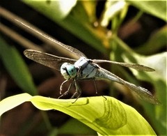 Orthetrum luzonicum