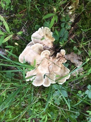 Meripilus sumstinei image