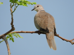 Streptopelia decaocto