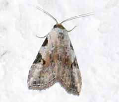 Chorsia costimacula