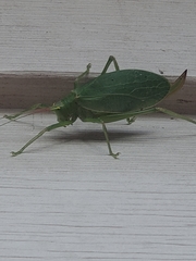 Pterophylla camellifolia