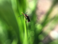 Lucidota atra