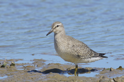 Bécasseau maubèche, jeune