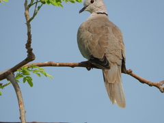 Streptopelia decaocto
