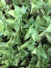 Callisia repens