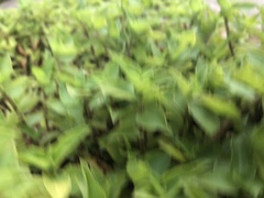 Callisia repens