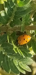 Hippodamia