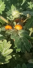 Hippodamia