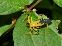 Velinus