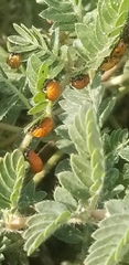 Hippodamia