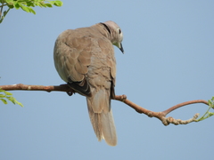 Streptopelia decaocto