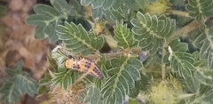 Hippodamia