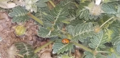 Hippodamia
