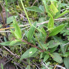 Salvia prunelloides