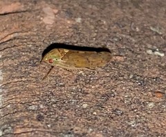 Ponana quadralaba