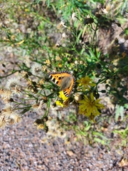 Aglais urticae