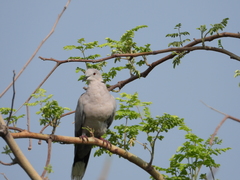 Streptopelia decaocto