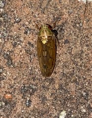 Ponana quadralaba