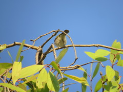 Conopophila rufogularis