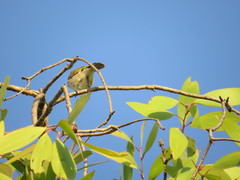 Conopophila rufogularis